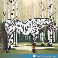 Horse Color:Smoky Black Near Leopard 