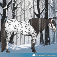 Horse Color:Smoky Black Near Leopard 