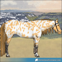 Horse Color:Buckskin Dun Near Leopard