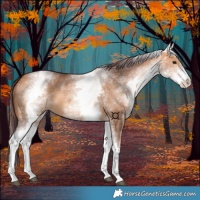 Horse Color:White Spotted Chocolate Bay Dun 