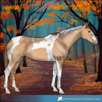 Horse Color:Red Dun Tobiano 