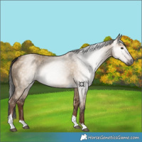 Horse Color:Gray Liver Red Dun Tobiano 