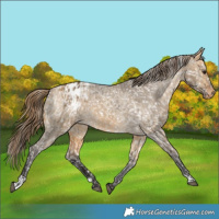 Horse Color:Buckskin Dun Appaloosa  and Buckskin Dun Appaloosa 