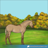 Horse Color:Gray Chocolate Palomino Dun 