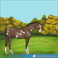 Horse Color:Gray White Spotted Classic Champagne Splash 