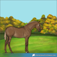 Horse Color:Gray Chocolate Palomino Dun 