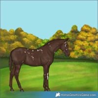 Horse Color:Gray White Spotted Chestnut 