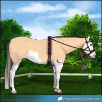 Horse Color:Buckskin Splash 