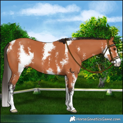 Horse Color:Bay Sabino 