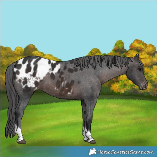 Horse Color:Brown Tobiano Appaloosa Rabicano 