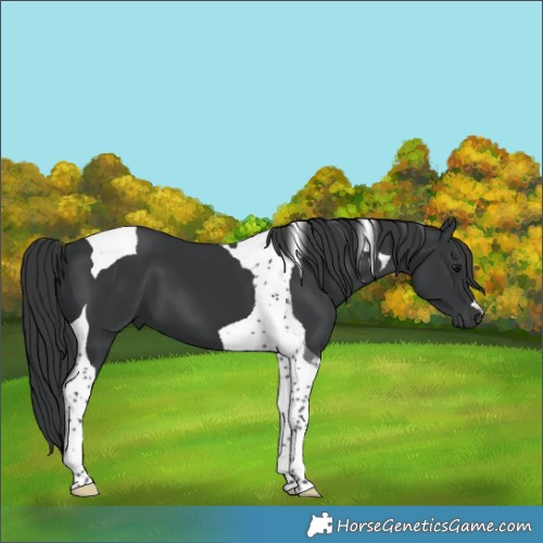 Horse Color:Black Tobiano 