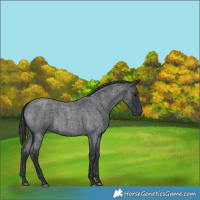 Horse Color:Blue Roan 
