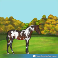 Horse Color:White Spotted Brown 