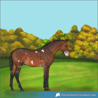 Horse Color:White Spotted Brown 