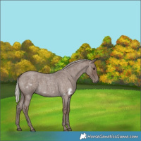 Horse Color:White Spotted Silver Blue Roan Frame 