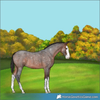 Horse Color:Brown Roan Splash 