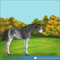 Horse Color:White Spotted Black Rabicano 