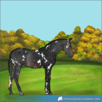Horse Color:Gray White Spotted Brown
