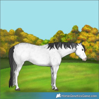 Horse Color:White Spotted Black 