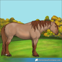 Horse Color:Red Dun 