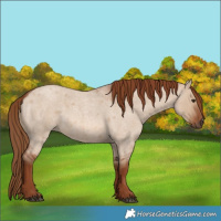 Horse Color:Red Dun Roan 