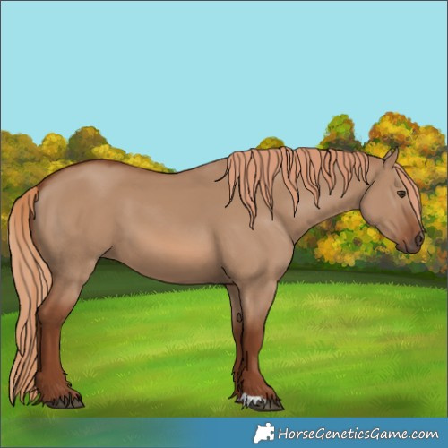Horse Color:Red Dun 