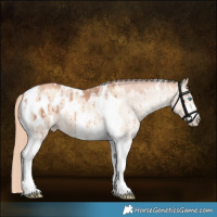 Horse Color:Gold Champagne Dun Sabino Tobiano Appaloosa Brindle 