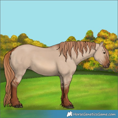 Horse Color:Red Dun 