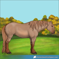 Horse Color:Red Dun 