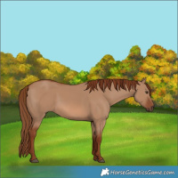 Horse Color:Red Dun 