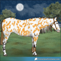 Horse Color:Buckskin Leopard 