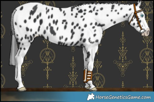 Horse Color:Black Splash Appaloosa 