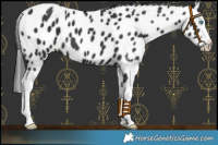 Horse Color:Black Splash Near Leopard