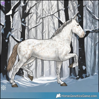 Horse Color:Buckskin Dun Appaloosa and Buckskin Dun Splash Appaloosa