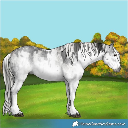 Horse Color:Gray White Spotted Smoky Black  and Gray White Spotted Silver Smoky Black 