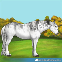 Horse Color:Gray White Spotted Smoky Black  and Gray White Spotted Silver Smoky Black 