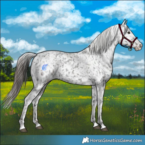 Horse Color:Black Appaloosa  and Liver Chestnut Appaloosa 
