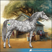 Horse Color:Black Appaloosa  and Liver Chestnut Appaloosa 