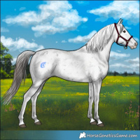 Horse Color:Black Appaloosa and Liver Chestnut Appaloosa