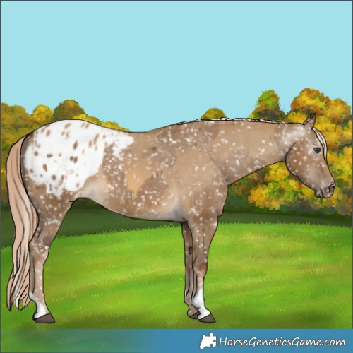 Horse Color:Chocolate Palomino Dun Appaloosa  and Gray Chocolate Palomino Dun Appaloosa 