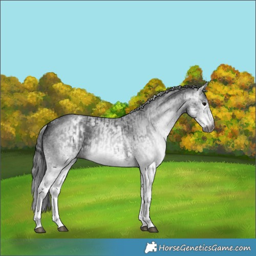 Horse Color:Gray White Spotted Black and Gray White Spotted Black