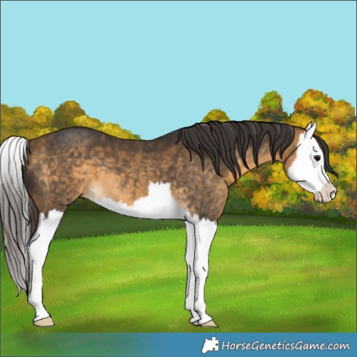 Horse Color:Buckskin Splash 