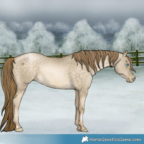 Horse Color:Buckskin Pearl Dun 