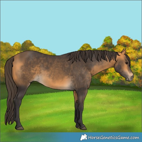 Horse Color:Buckskin 