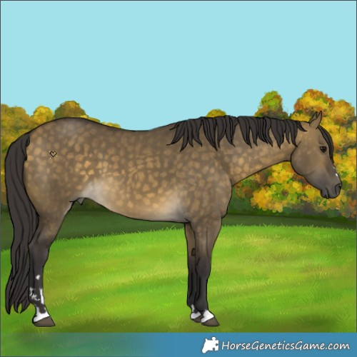 Horse Color:Buckskin Dun