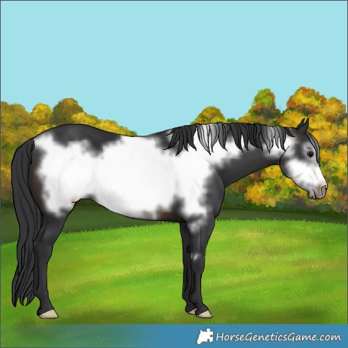 Horse Color:Brown Frame