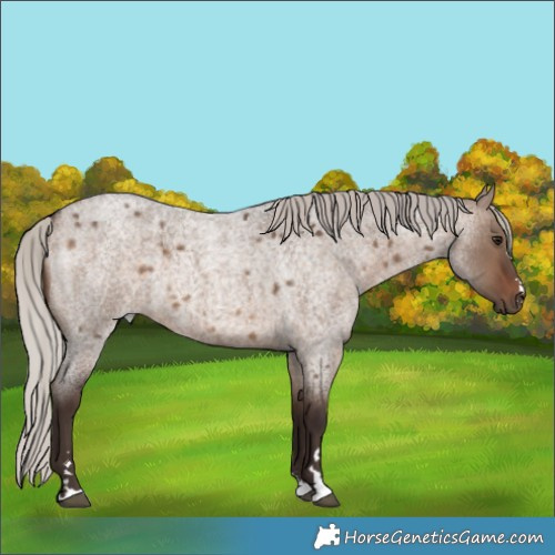 Horse Color:Silver Brown Roan Dun 