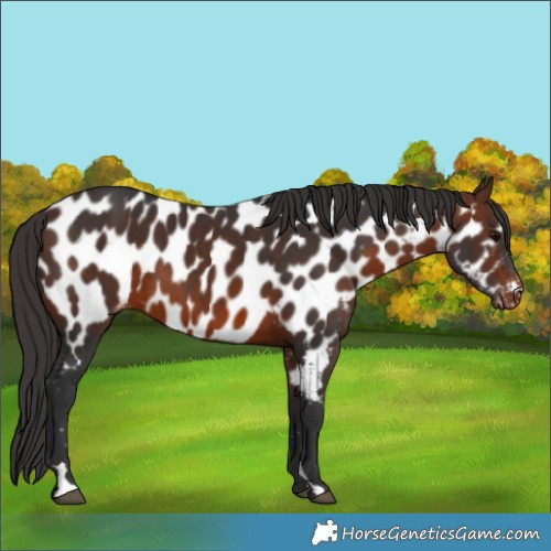 Horse Color:Brown Appaloosa 