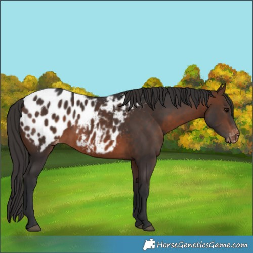 Horse Color:Brown Appaloosa