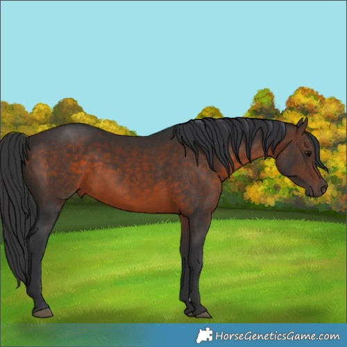 Horse Color:Brown 